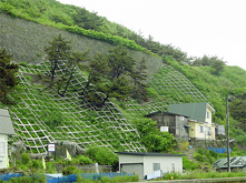 植生状況（施工5ヶ月）