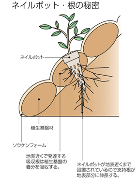 ネイルポット・根の秘密